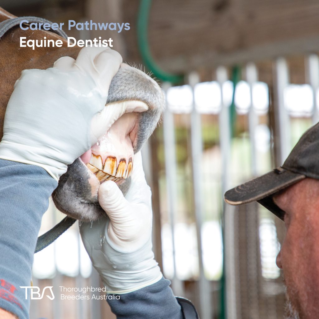 TBACareers_Equine Dentist Equine Dentists – Maintain horses’ health through regular dental care, helping them eat well and perform. Most start with equine science or dentistry courses, followed by practical training under professionals. They care for youngstock, racehorses, and breeding stock. Fast Track and TBA Learning offer strong introductions and hands-on experience.