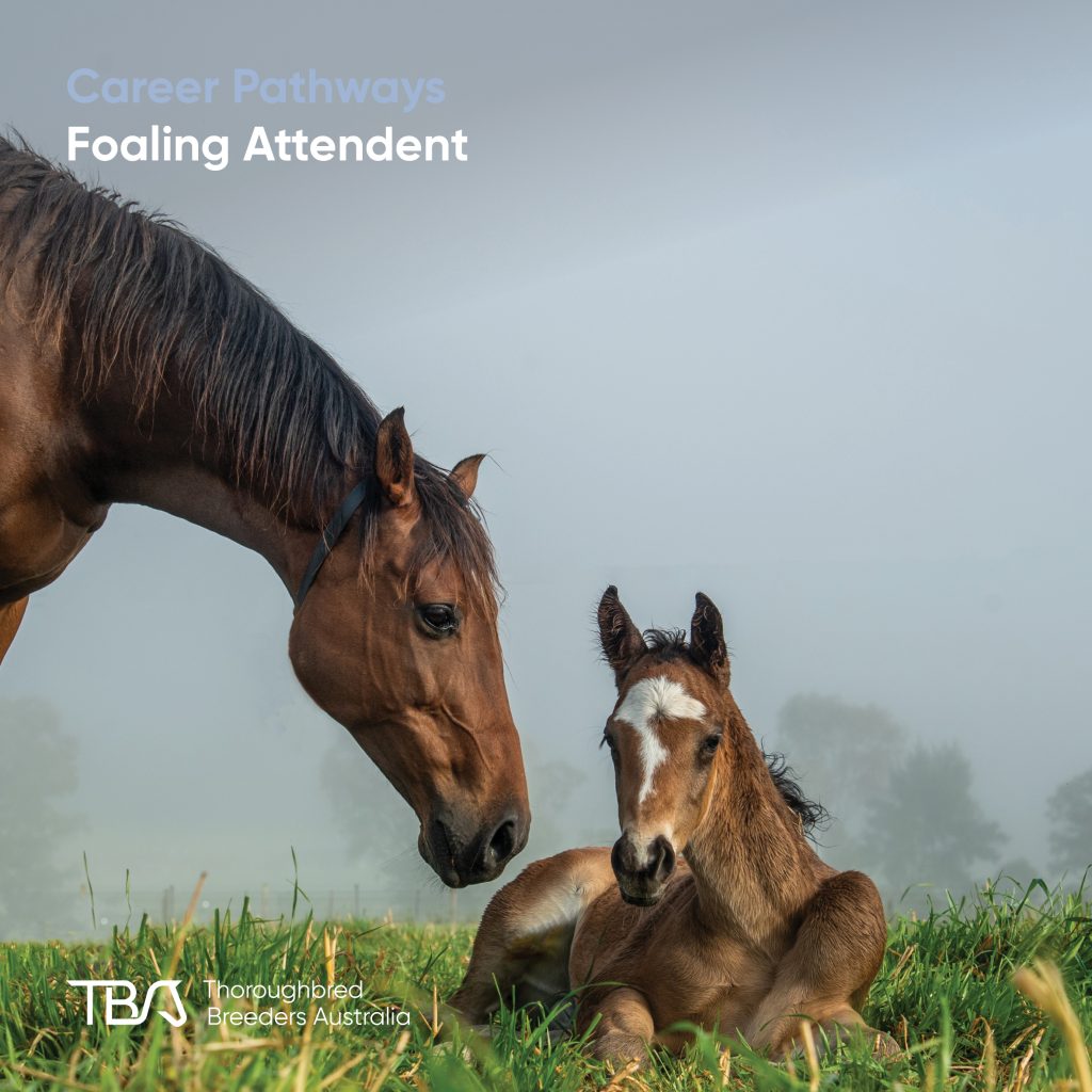TBACareers_FaolingAttendent Foaling Attendant – Like a midwife, a foaling attendant cares for pregnant mares and newborn foals. This includes monitoring late pregnancy, assisting with foaling, working with vets on complications, and supporting mare and foal after birth. These seasonal roles require 24/7 care from August to December and are highly rewarding. TBA Fast Track, Stud Start, and foaling modules on TBA Learning support this role.