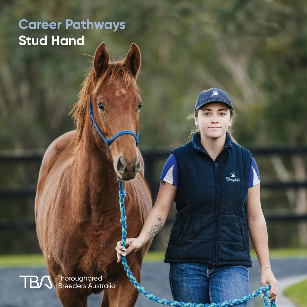 TBACareers_Studhand Stud Hand – The first step for anyone entering the thoroughbred industry. Daily tasks include mucking out stables, bringing horses in, providing basic first aid, assisting vets and farriers, and feeding horses. It’s a stepping stone into more senior roles and a great way to gain hands-on experience. TBA programs like Fast Track, Stud Start, and TBA Learning support this pathway.