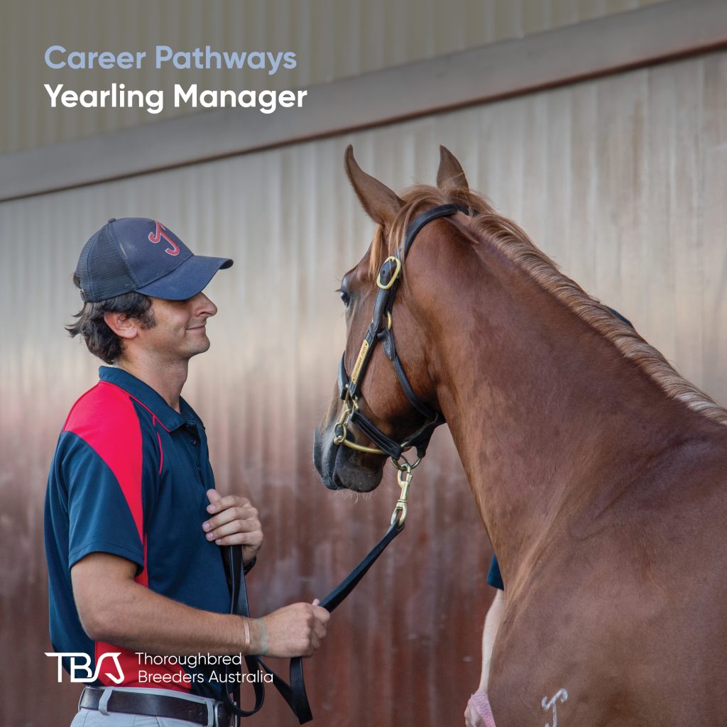 TBACareers_YearlingManager Yearling Manager – A rewarding role focused on developing young stock. You manage feeding and exercise programs, teach yearlings to parade for buyers, monitor welfare, and assess conformation. Working with vets and farriers ensures horses are in peak condition for sales. TBA Fast Track provides essential skills and experience for this position.